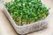 Close up stems and roots of germinating radish microgreen seeds through linen mat in plastic container. Kit for growing