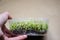 Close up stems and roots of germinating radish microgreen seeds through linen mat in plastic container in woman`s hand. Seed