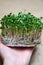 Close up stems and roots of germinating radish microgreen seeds through linen mat in woman`s hand. Seed germination process.