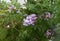 Close up on a sterile pelargonium plant