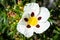 Close-up of the sticky rockrose flower, with white and purple petals on a background of grass in a park in Madrid