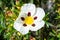 Close-up of the sticky rockrose flower, with white and purple petals on a background of grass in a park in Madrid