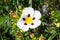 Close-up of the sticky rockrose flower, with white and purple petals on a background of grass in a park in Madrid