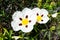 Close-up of the sticky rockrose flower, with white and purple petals on a background of grass in a park in Madrid