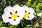 Close-up of the sticky rockrose flower, with white and purple petals on a background of grass in a park in Madrid