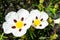 Close-up of the sticky rockrose flower, with white and purple petals on a background of grass in a park in Madrid