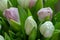 Close-up Still life Bouquet of white and pink unblown tulips, selective focus