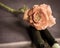 Close up still life of journal with pens and a single pink rose