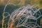 Close up of the stipa plant in the wonderful sunset light