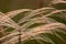 Close up of the stipa plant in the wonderful sunset light