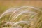 Close up of the stipa plant in the wonderful sunset light