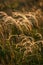 Close up of the stipa plant in the wonderful sunset light