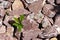 Close-up in the stone garden with gravel from red granite and small green plants  2