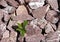 Close-up in the stone garden with gravel from red granite and small green plants