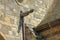 Close-up on a stone gargoyle carved on the facade of Saint Vincent Cathedral inside the walled city of Saint Malo