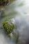 Close up of stone in river with green overgrowth. Long exposure of a mountain stony creek inside in the forest