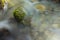 Close up of stone in river with green overgrowth. Long exposure of a mountain stony creek inside in the forest