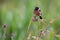 Close-up of a Stonechat male sitting on a perch with soft green background