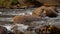 Close up of stones in pure fresh transparent mountain river water