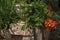 Close-up of stones and vase with shrubs and flowers at Les Arcs-sur-Argens