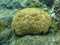 Close up of stony coral underwater. Underwater coral reef landscape background in the blue sea with fish and marine life.