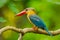 Close up of Stork-billed Kingfisher