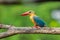 Close up of Stork-billed Kingfisher