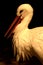 Close up of a stork / Ciconiidae