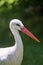 Close-up of Stork with diffused Background