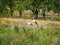 Close up of storks standing in a meadow