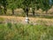 Close up of storks standing in a meadow