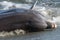 Close Up strand Feeding Dolphin in South Carolina