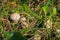 Close up of a strange mushrooms on wild forest background with grass, moss and sticks