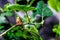 Close up of strawberries with fresh, lush leaves