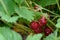 Close up of strawberries growing in a farmers field, bunch of ripe red berries highlighted, summer goodness