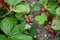 Close up of strawberries growing in a farmers field, bunch of ripe red berries highlighted, summer goodness