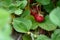 Close up of strawberries growing in a farmers field, bunch of ripe red berries highlighted, summer goodness