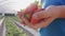 Close up strawberries in the hands of farmer. Strawberry beds in greenhouse