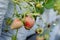 Close up of Strawberries in the strawberry farm ,the northern of Thailand