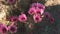 Close up of strawberry hedgehog cactus flowers near ajo az