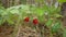 Close-up of a strawberry plant with several berries ready for harvest. Raw and organic superfood ingredients for a