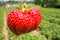 Close up strawberry with planting strawberry background