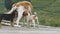 Close up of stray dog feeding her small puppies with milk at outdoor. Cute homeless pups sucking the breast of their