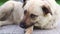 Close-up. stray dog washes his paws on street. children`s hand stroking animal.