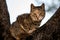 close-up of stray striped cat sitting on tree and looking at the camera.