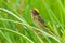 Close up of Streaked Weaver