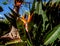 Close up from strelitzia blossom in the garden