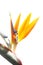 Close up of Strelitzia flower