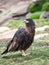 Close Up of a Striated Caracara Standing in Profile