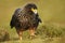 Close-up of Striated Caracara walking on the grass